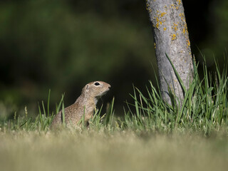 European ground squirrel or souslik, Spermophilus citellus