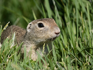 European ground squirrel or souslik, Spermophilus citellus