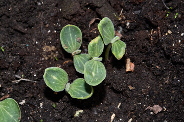 Cotyledon leaves of early butternut squash seedlings. 