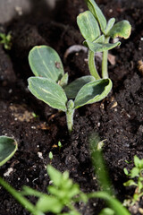 Cotyledon leaves of early butternut squash seedlings. 
