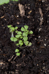 Early basil seedlings. Cotyledon leaves. Close-up photograph.