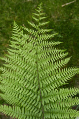 Rich green fern leaves. Summer foliage. 
