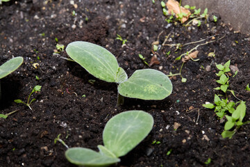 Cotyledon leaves of early butternut squash seedlings. 