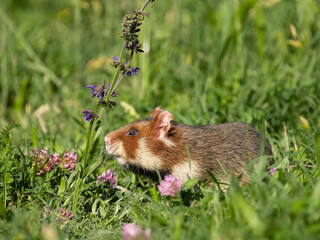 European hamster, Cricetus cricetus