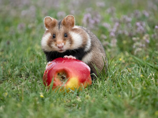 European hamster, Cricetus cricetus