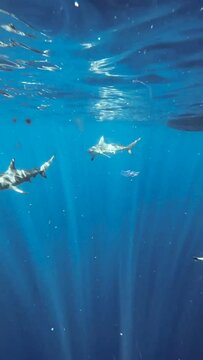 Oceanic Blacktip Sharks circling a boat on the surface of the water. Close encounter and close up shots. 