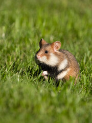 European hamster, Cricetus cricetus