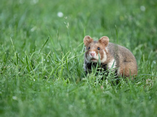 European hamster, Cricetus cricetus