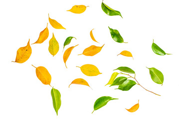 Green Floating Leaves Flying Leaves Green Leaf pngDancing isolated on transparent png  background. Flying whirl green leaves in the air, Healthy products by organic natural ingredients concept