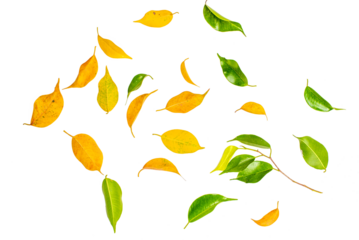 Green Floating Leaves Flying Leaves Green Leaf pngDancing isolated on transparent png  background. Flying whirl green leaves in the air, Healthy products by organic natural ingredients concept