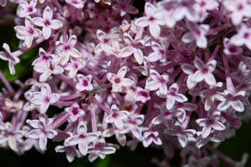 Lilac flower blossom. Blooming plant. 