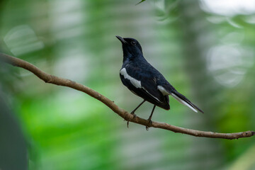 Fototapeta premium Oriental Magpie Robin