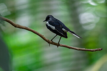 Oriental Magpie Robin
