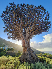 A dragon tree with a mountain in the background © Alexander