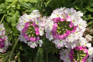 Garden verbena plant pink and white small flowers blooms in the garden in summer