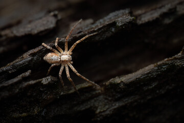 Spider on wood, Belgium