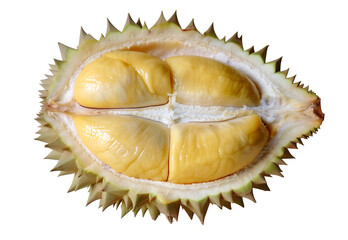 Obraz premium Fresh Ripe Durian, cross section of the durian fruit ,yellow rind and soft pincers inside, tall and long half-open durian with yellow pulp, Isolated on White Background