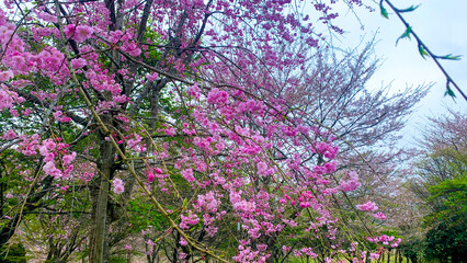 しだれ桜の里 大分県 竹田市