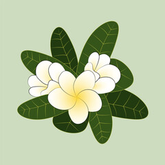 Vector illustration of tropical flower, frangipani