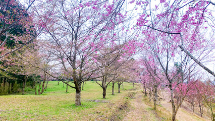 Fototapeta premium しだれ桜の里 大分県 竹田市