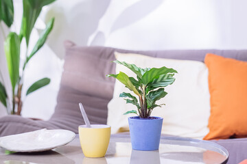 Pot de plante fleure avec une tasse de café jaune