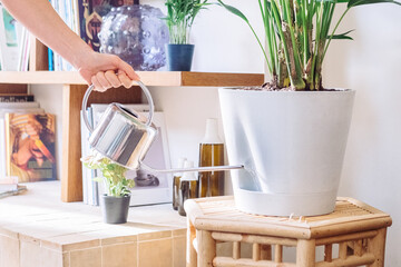 Main tenant un seau d'eau versant dans le pot d'une plante