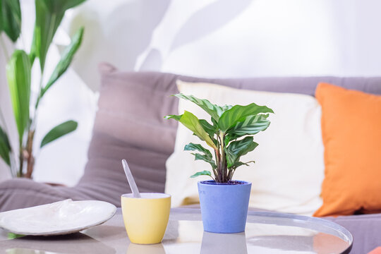 Pot de plante fleure avec une tasse de caf&eacute; jaune