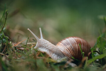 Burgundy snail (helix pomatia) crawling in grass in the garden, shallow depth of field