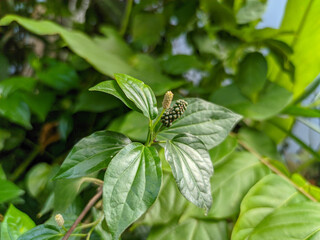 Close-upn the elongated fruits of the Piper sarmentosum Roxb herb are displayed in intricate...