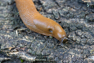 naked snail Arion rufus crawling on a twig