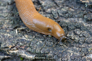 naked snail Arion rufus crawling on a twig