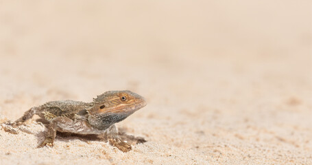bearded dragons in nature