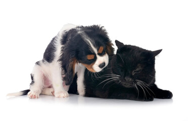 cavalier king charles and cat