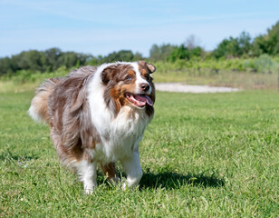 training of australian shepherd