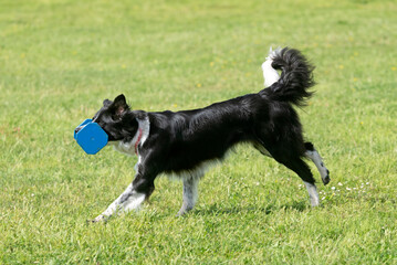 obedience training for border collie