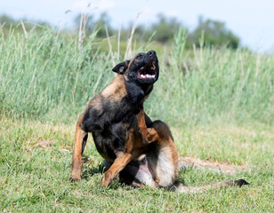 belgian shepherd in nature