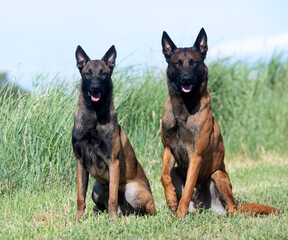 belgian shepherds in nature