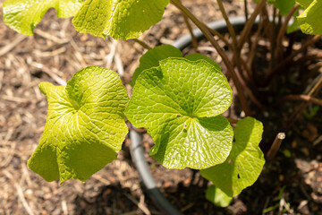 Eutrema Wasabi plant in Zurich in Switzerland