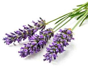 3 Lavendelzweige isoliert auf wei&szlig;en Hintergrund, Freisteller