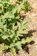 Opium poppy or Papaver Somniferum plant in Zurich in Switzerland