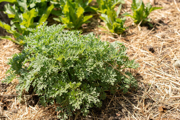 Common wormwood or Artemisia Absinthium plant in Zurich in Switzerland