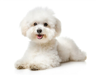 Obraz premium Bichon Frise isoliert auf weißen Hintergrund, Freisteller 