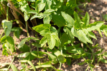 Skirret or Sium Sisarum plant in Zurich in Switzerland