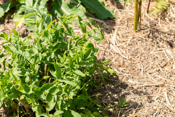 Skirret or Sium Sisarum plant in Zurich in Switzerland