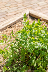 Skirret or Sium Sisarum plant in Zurich in Switzerland