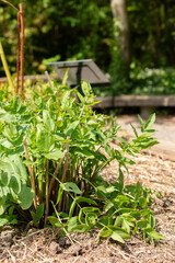 Skirret or Sium Sisarum plant in Zurich in Switzerland