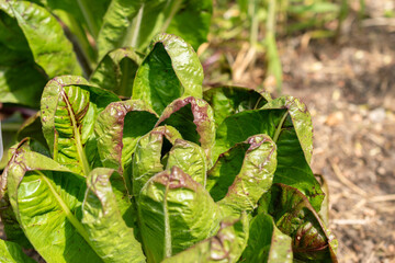 Cichorium Intybus var Foliosum Verona plant in Zurich in Switzerland