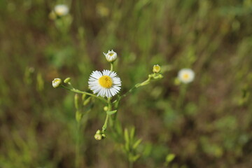 A close-up of common eastern fleabane (Erigeron strigosus) in the meadow