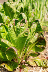 Cichorium Intybus var Foliosum Verona plant in Zurich in Switzerland