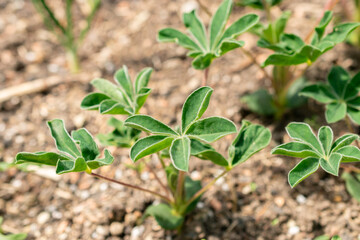 White lupin or Lupinus Albus plant in Zurich in Switzerland